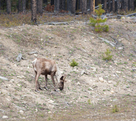 Endangered mountain caribou