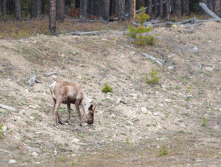 Endangered mountain caribou