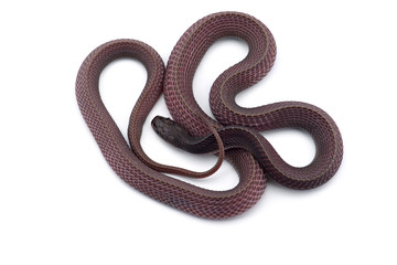 Fototapeta premium The Cape file snake isolated on white background