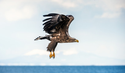 Juvenile White tailed sea eagle in flight. Winter season. Scientific name: Haliaeetus albicilla, also known as the ern, erne, gray eagle, white-tailed sea eagle.