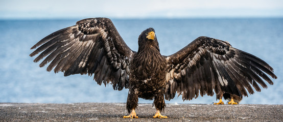 Juvenile Steller's sea eagle spreading wings. Front view. Scientific name: Haliaeetus pelagicus....