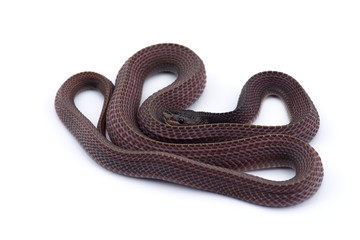 The Cape file snake isolated on white background