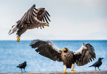 White tailed sea eagle and Steller's sea eagle.  Scientific name: Haliaeetus pelagicus, Haliaeetus albicilla.