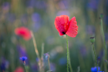 Closeup of cornflowers and poppies field