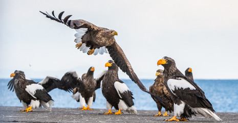 White tailed sea eagle and Steller's sea eagles.  Scientific name: Haliaeetus pelagicus,Haliaeetus...