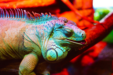 green iguana on a branch