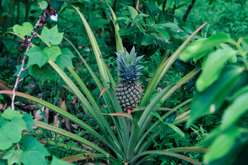 Fototapeta premium Pineapple tropical fruit growing in a garden. Green growing pineapple on plantation. Delicious tropical fruit. Farming and industrial agriculture concept. Sri Lanka.