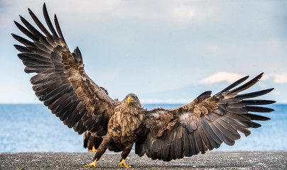 White-tailed sea eagle spreading wings.   Scientific name: Haliaeetus albicilla, also known as the ern, erne, gray eagle, Eurasian sea eagle and white-tailed sea-eagle.