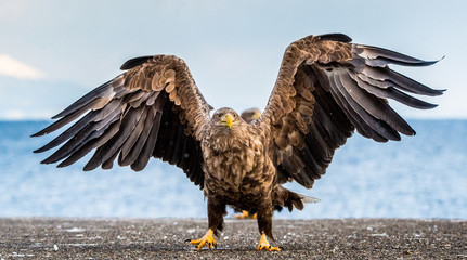 White-tailed sea eagle spreading wings.   Scientific name: Haliaeetus albicilla, also known as the ern, erne, gray eagle, Eurasian sea eagle and white-tailed sea-eagle.