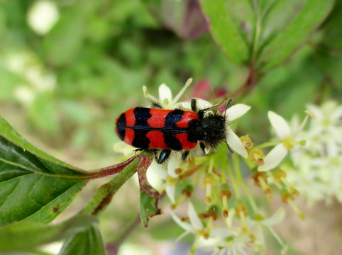 Gros plan de clairon commun (trichodes alvearius) sur une fleur blanche de cornouiller sanguin