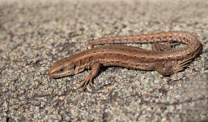 A beautiful brown lizard basks in the sun. Lies on a gray stone