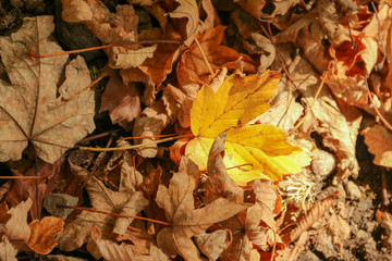 autumn leaves 