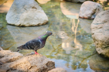 Beautiful blue dove stands on the rocks against the water. Male pigeon on a rock near the lake.
