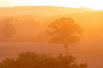 field with lonely tree in fanstastic evening light mood with dust