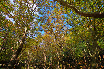 Autumn forest in Steni Dirfyos in the central part of the island of Euboea