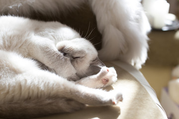 Fototapeta na wymiar Sleepy British shorthair cat