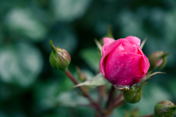Closed pink rose and buds in the garden, close-up