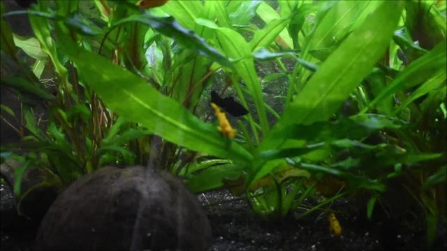 Aquarium mit Zierfischen 1