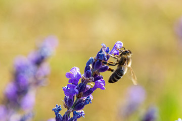 Abeille butinant des fleurs de lavande sauvage dans la montagne, Hautes-Alpes, France