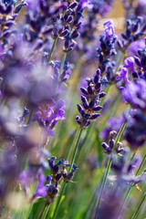 Fleurs de lavande sauvage en montagne