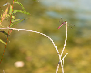 Texas Red Damselfly