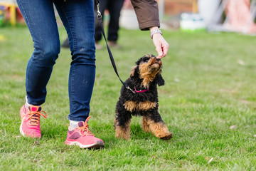 woman trains with a young poodle