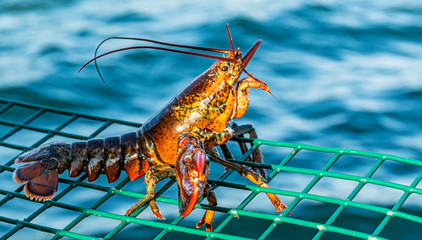 Live lobster standing on top of green lobster trap