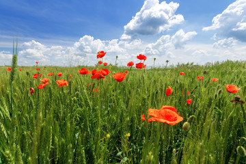 Fototapeta na wymiar bright day red poppies close-up / wild flowers early summer