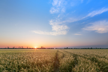 Fototapeta na wymiar colorful sunset fields Ukraine / wheat field ripening period