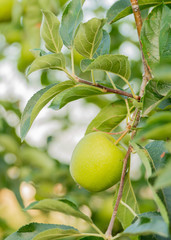 La manzana en el manzano