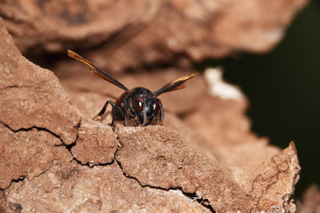 Brownish black wasps, wings stretched dark brown