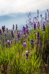 Fleurs de lavande sauvage dans la montagne, Hautes-Alpes, France