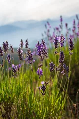 Foto op Canvas Wilde lavendelbloemen in de bergen, Hautes-Alpes, Frankrijk © HJBC