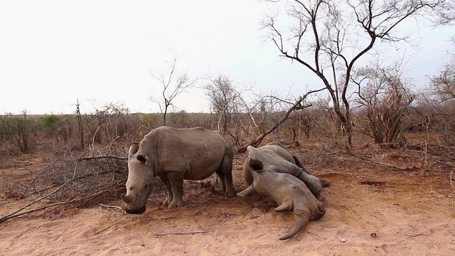 Young Southern white rhinoceros crying his dead mother in Kruger National park, South Africa ; Specie Ceratotherium simum simum family of Rhinocerotidae