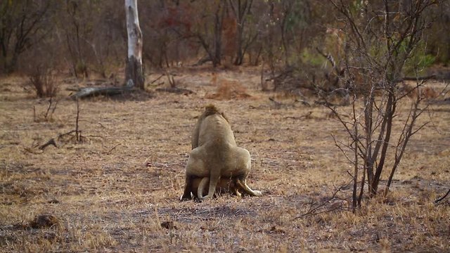 African lion couple mating in Kruger National park, South Africa ; Specie Panthera leo family of Felidae