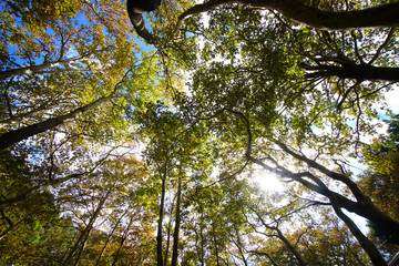 Autumn forest in Steni Dirfyos in the central part of the island of Euboea