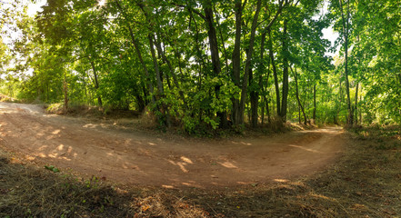 path in the forest / bright summer landscape