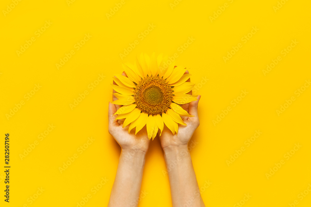 Wall mural Female hands hold Beautiful fresh sunflower on bright yellow background. Flat lay top view copy space. Autumn or summer Concept, harvest time, agriculture. Sunflower natural background. Flower card