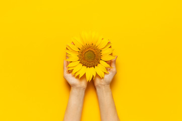 Female hands hold Beautiful fresh sunflower on bright yellow background. Flat lay top view copy space. Autumn or summer Concept, harvest time, agriculture. Sunflower natural background. Flower card