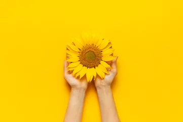Fototapeten Female hands hold Beautiful fresh sunflower on bright yellow background. Flat lay top view copy space. Autumn or summer Concept, harvest time, agriculture. Sunflower natural background. Flower card © olgaarkhipenko