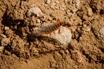 Cute little brown furry centipede on the rock