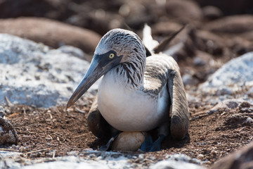 Blue footed booby with egg, North Seymour, Galapagos Islands, Ecuador.