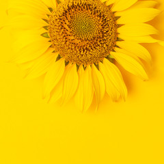 Obraz premium Beautiful fresh sunflower on bright yellow background. Flat lay, top view, copy space. Autumn or summer Concept, harvest time, agriculture. Sunflower natural background. Flower card