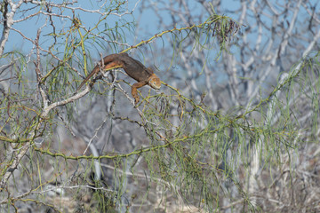 Galapagos Land Iguana climbing and eating on tree, North Seymour, Galapagos Islands, Ecuador, South America.