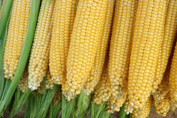  Ripe corn cobs on the market