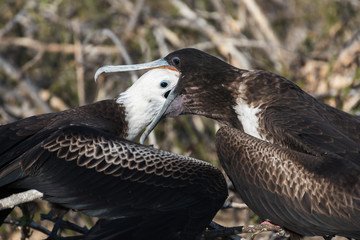 A female great Frigatebird feeds her chick on North Seymour Island, Galapagos Island, Ecuador.