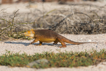 Galapagos Land Iguana walking on North Seymour Island, North Seymour, Galapagos Islands, Ecuador.