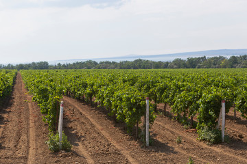 Fototapeta na wymiar Vineyards on the Taman Peninsula of the Krasnodar Region