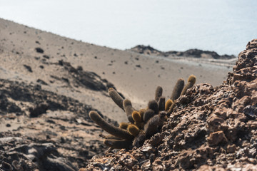Lava Cacti (Brachycereus nesioticus) on Bartolome Island, Galapagos Island, Ecuador.