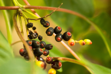 black berries on a branch